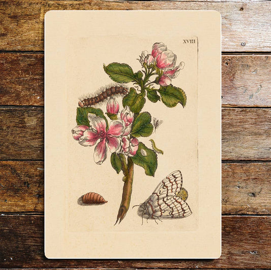 Apple blossom moth art | Metal Wall Sign