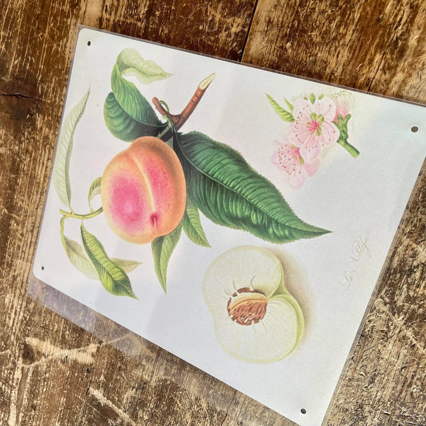 Fruit Noblesse Peach Botanical Flower | Metal Sign