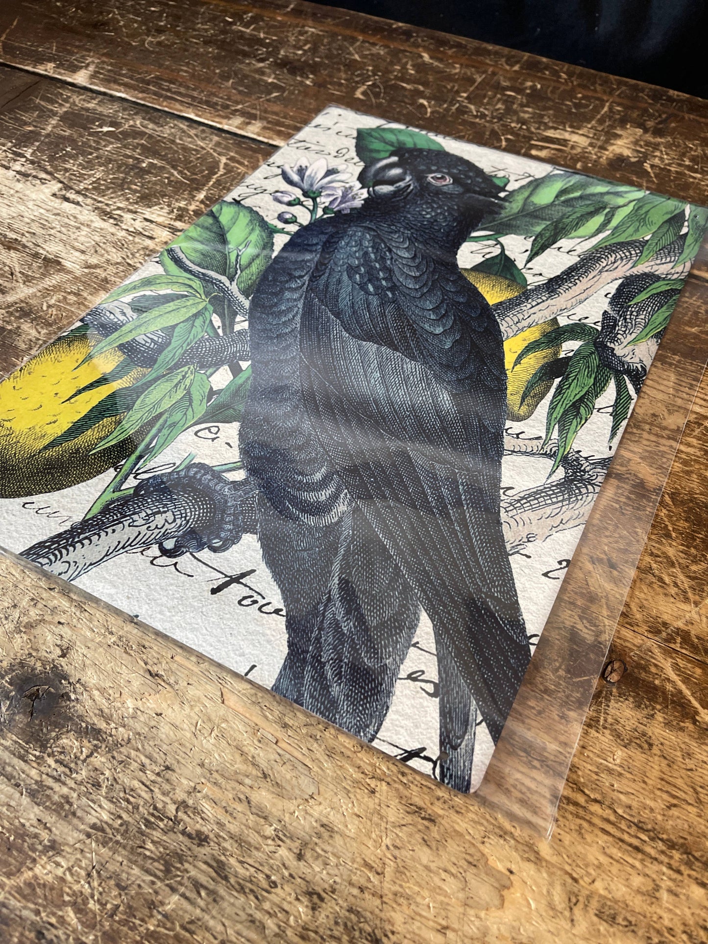 Black Parrot cockatoo Bird Tropical Plaque | Metal Wall Sign