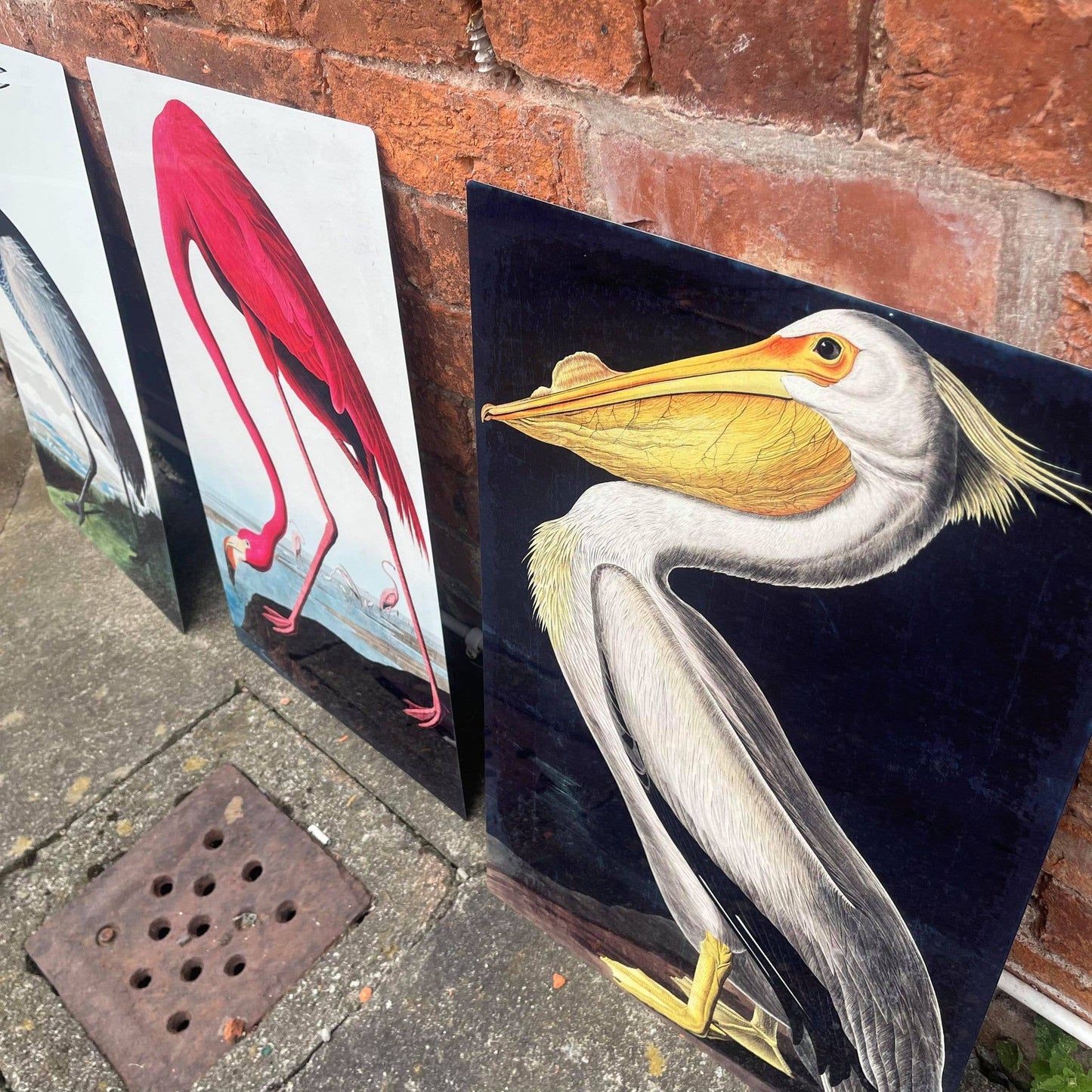 Pelican bird botanical illustration Metal Sign