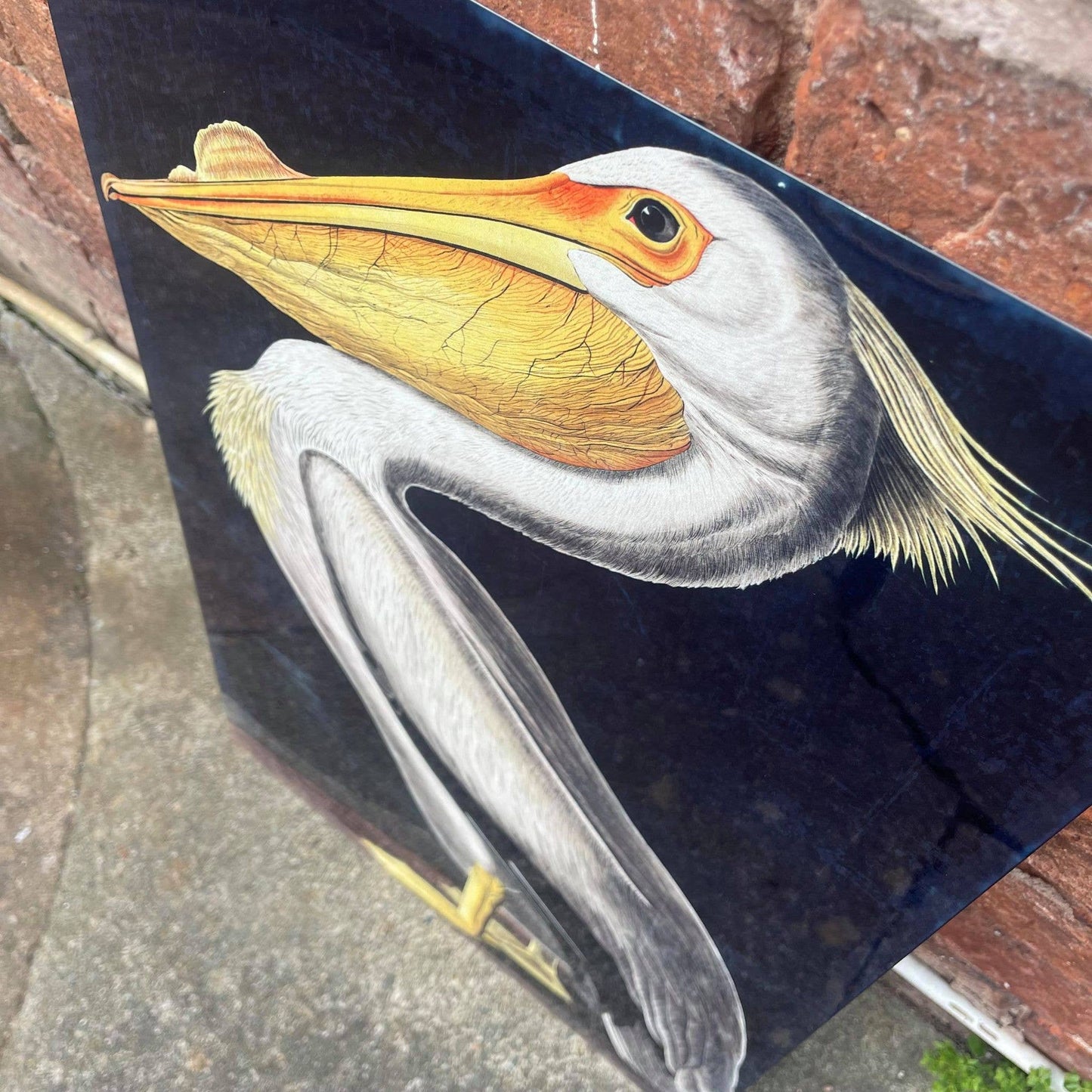 Pelican bird botanical illustration Metal Sign