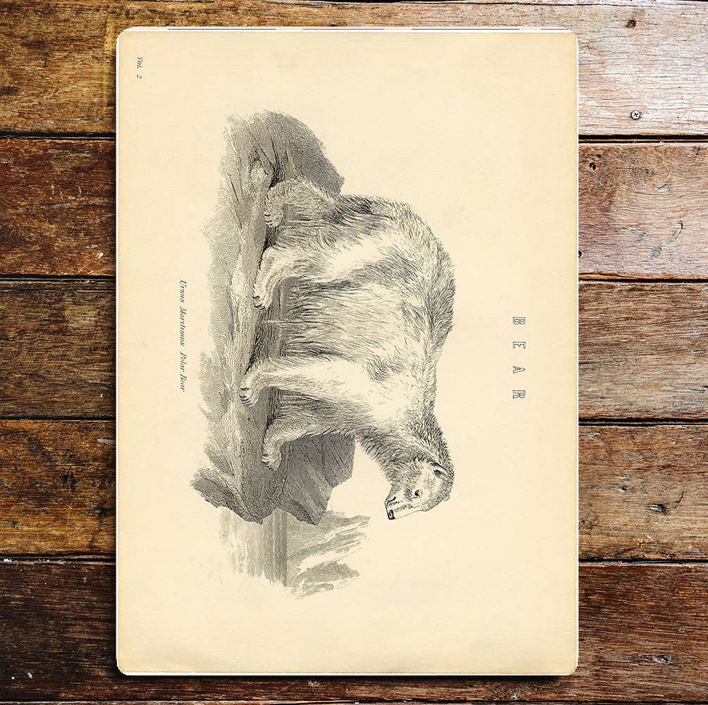 Polar Bear Pencil Drawing Metal Sign Plaque