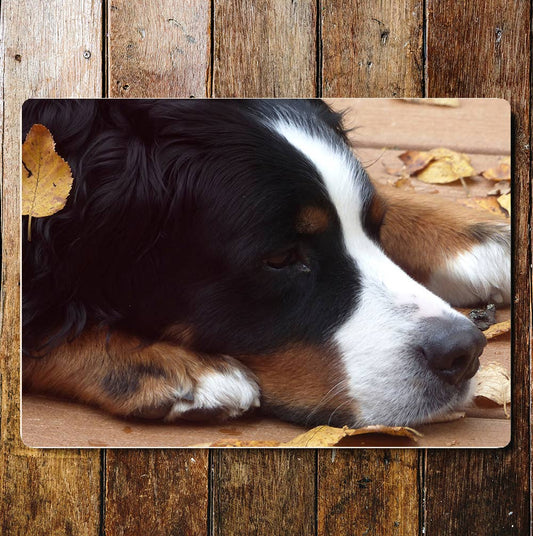 Cute Sheep Dog Face Photo | Metal Sign plaque