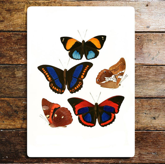 Selection Of Colourful Butterflies Metal Sign Plaque