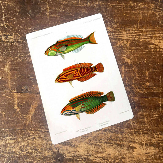 Fish Nautical Sea Life | Metal Movie Wall Sign