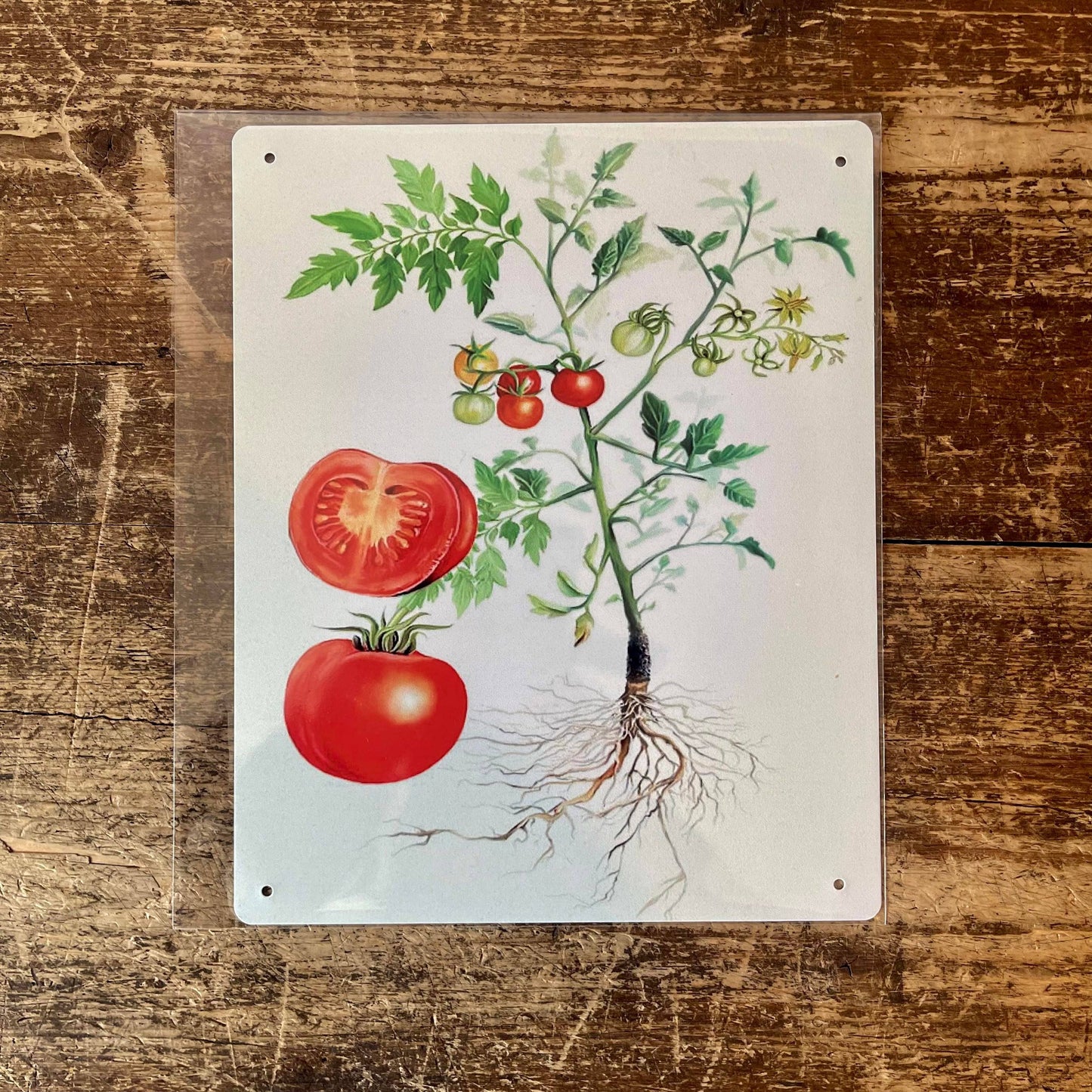 Tomato botanical illustration Metal Wall Sign