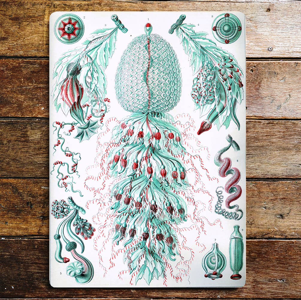 Green Red Sea Life Creatures | Metal Sign Plaque