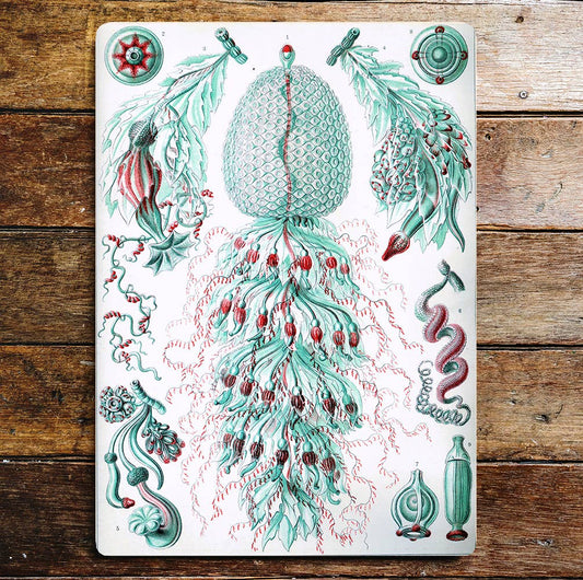 Green Red Sea Life Creatures | Metal Sign Plaque