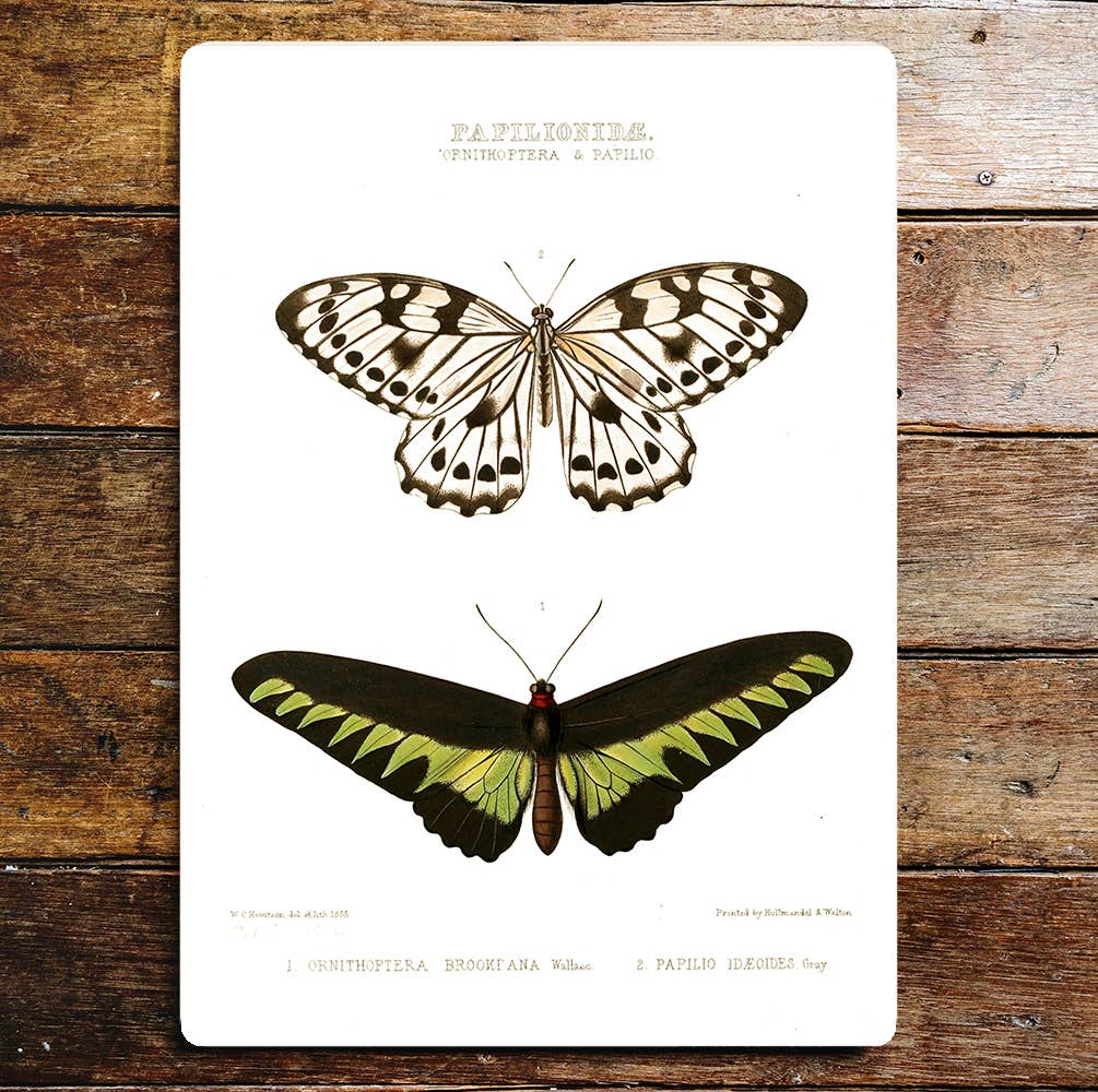 Ornithoptera & Papilio Butterflies | Metal Sign Plaque