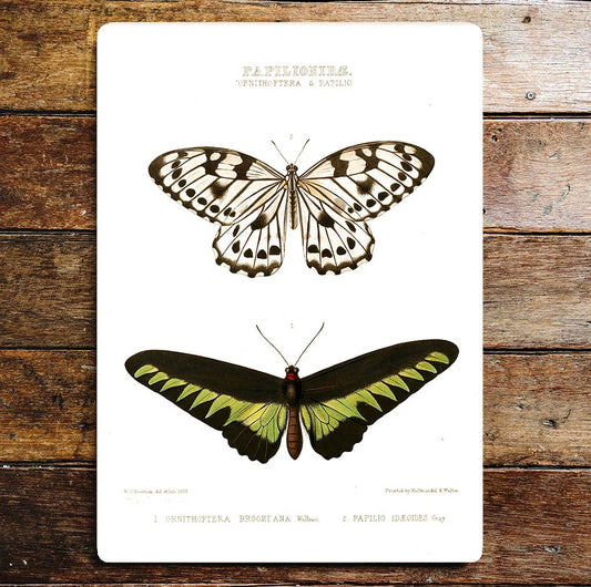 Ornithoptera & Papilio Butterflies | Metal Sign Plaque