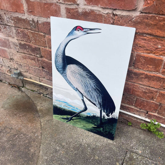 Hooping Crane botanical | Metal Sign