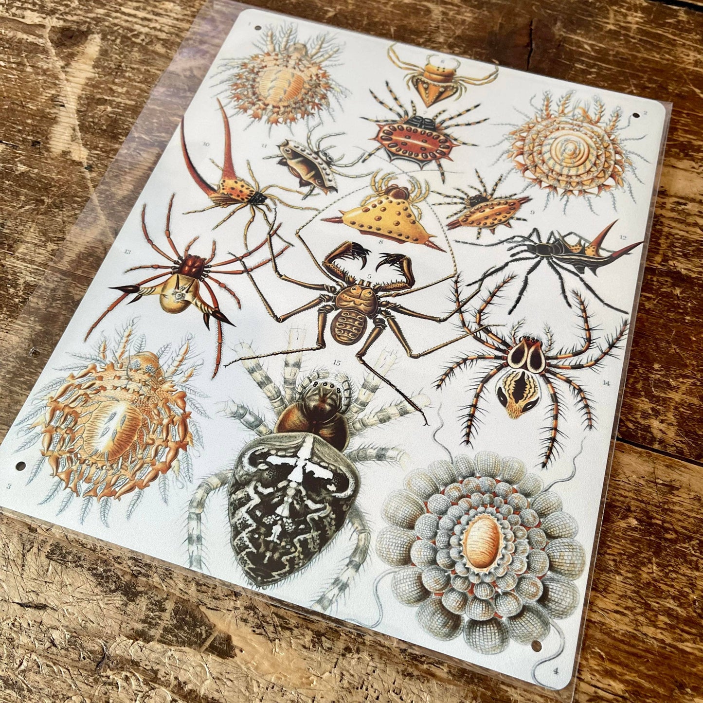 Ernst Haeckel Spider | Metal Wall Sign