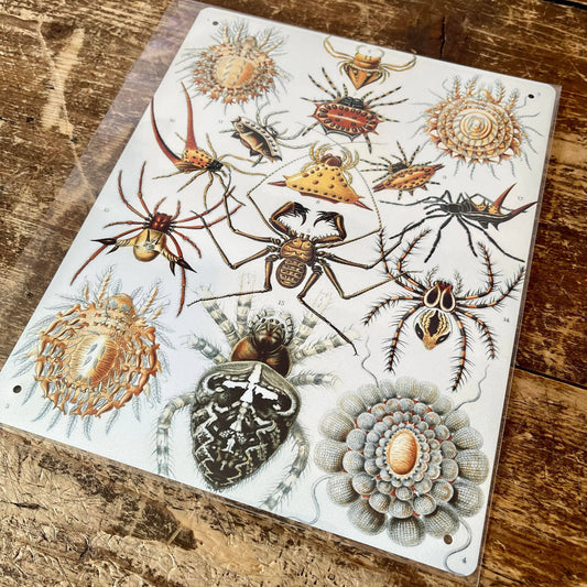 Ernst Haeckel Spider | Metal Wall Sign