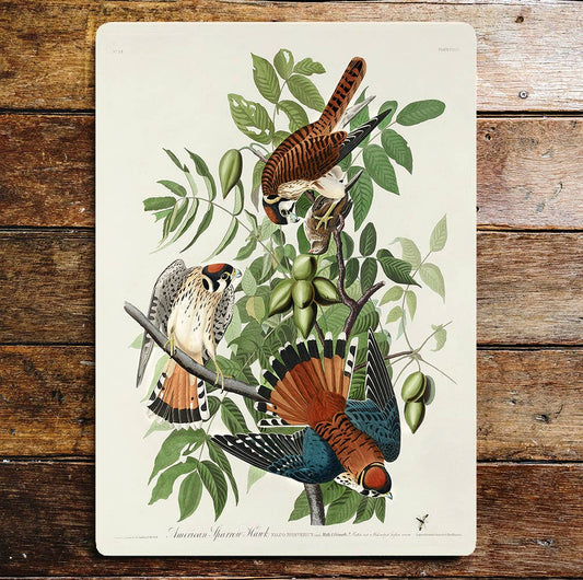 American Sparrow Hawks Tree Branches | Metal Sign Plaque