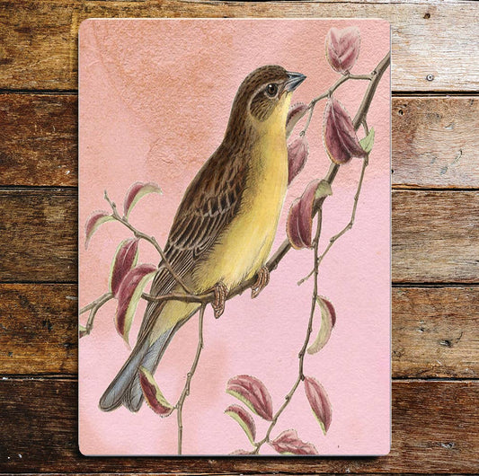bird spring tweet pink blossom | Metal Sign