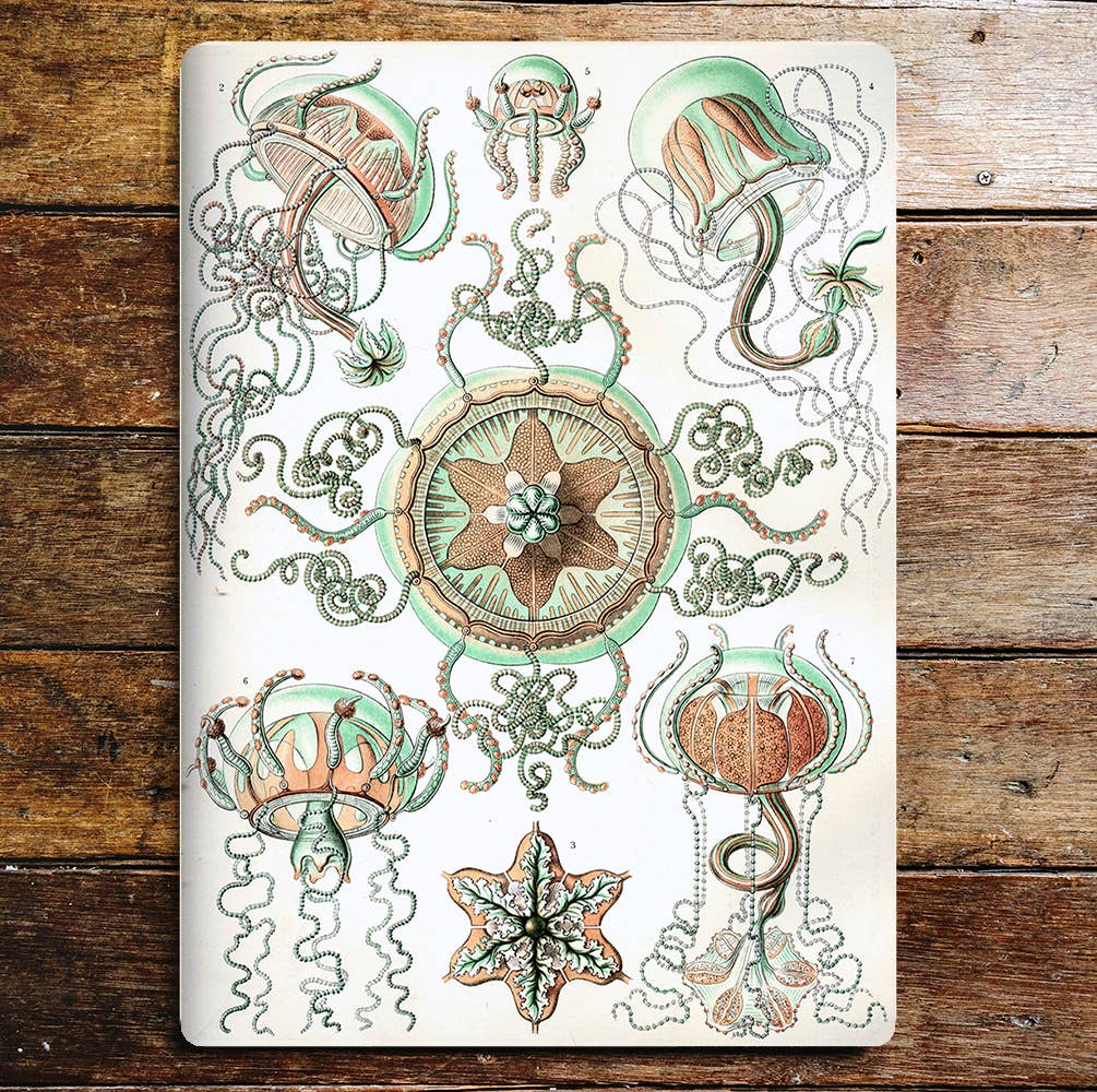 Jelly Fish Colourful Unusual Creatures | Metal Sign Plaque