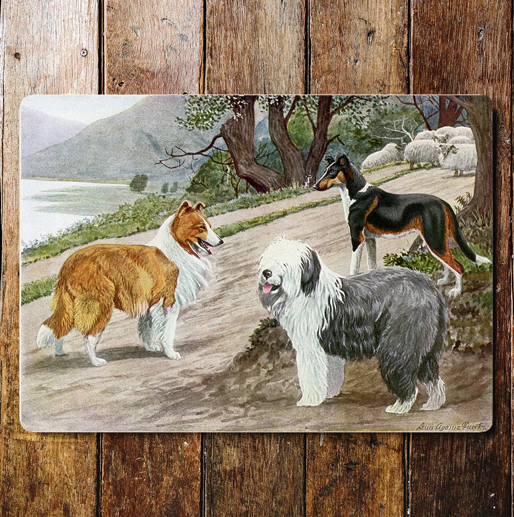 Lake View Dogs Meeting Collie Sheep dog | Metal Sign Plaque