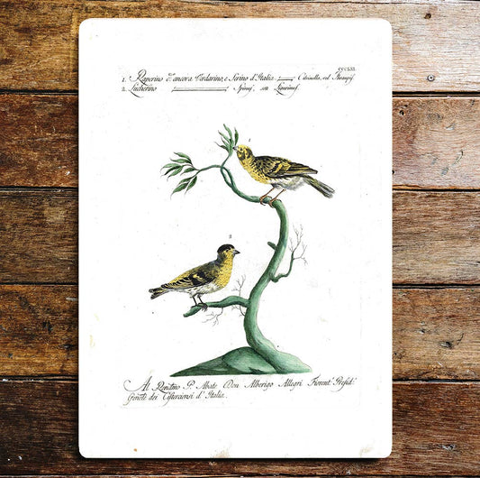 Two Yellow Black Birds Branch Feeding | Metal Sign Plaque