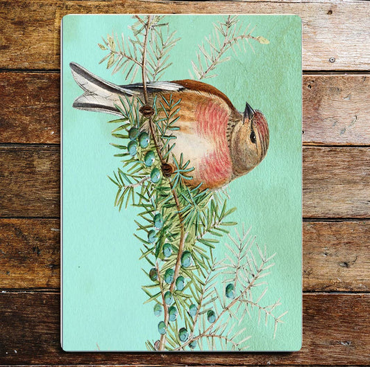 bird spring tweet blue | Metal Sign Plaque