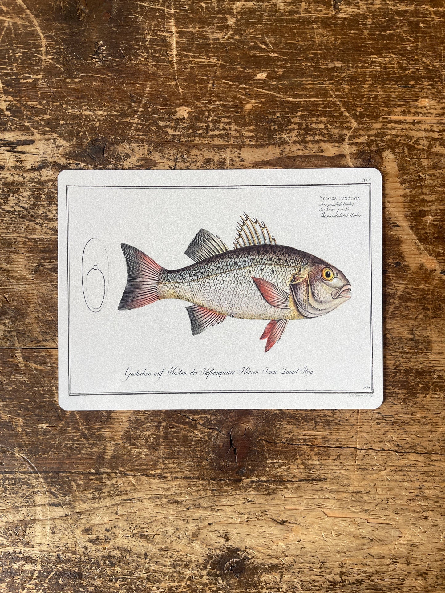 Bass fish | Metal Vintage Wall Sign