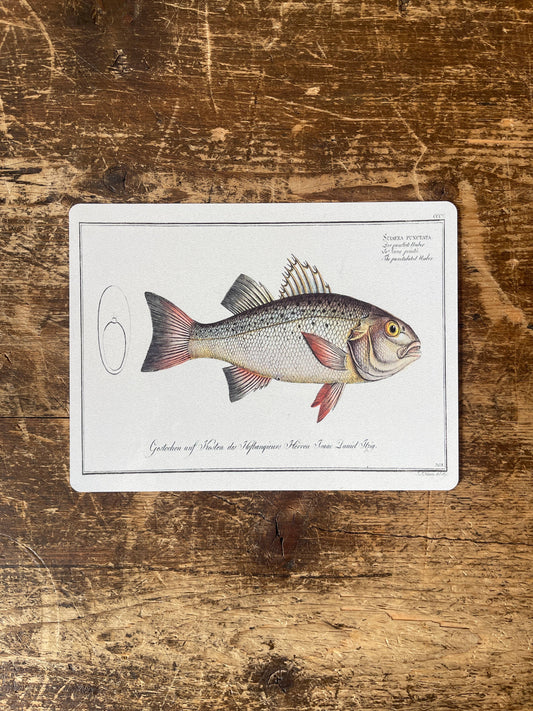 Bass fish | Metal Vintage Wall Sign
