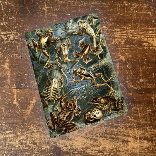Ernst Haeckel Frogs | Metal Wall Sign