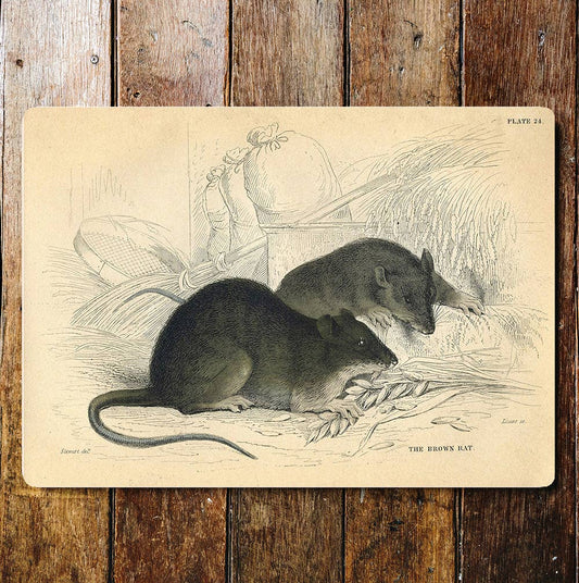The Brown Rats Barn Wheat Metal Wall Sign