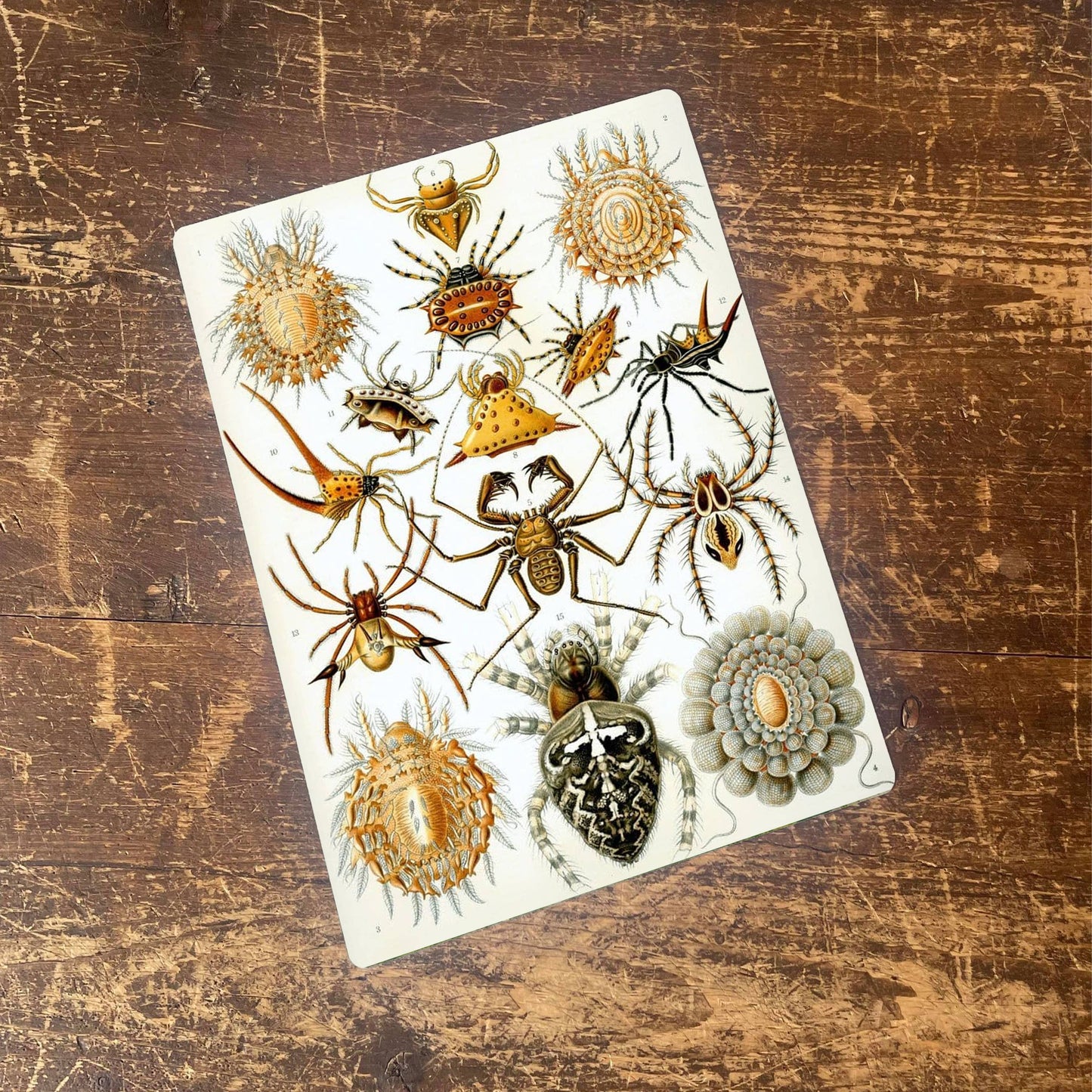 Ernst Haeckel Spider | Metal Wall Sign