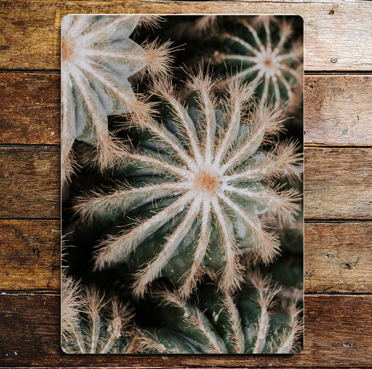 Cacti Botanical lifestyle | Metal Sign Plaque