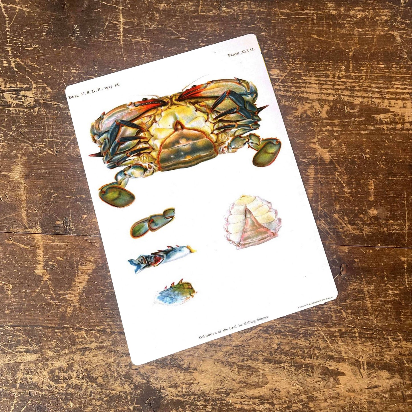 Crab Nautical Sea Life | Metal Movie Wall Sign