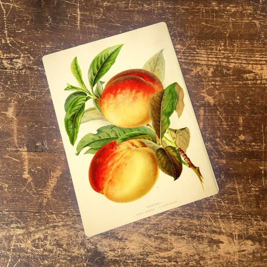 Botanical plate Peaches, Royal George | Metal Wall Sign