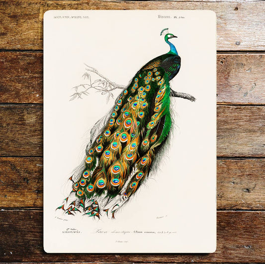 Peacock vintage art bird wildlife Metal Sign Plaque