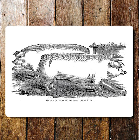 Chester White Hogs Old Style Pigsty | Metal Sign Plaque