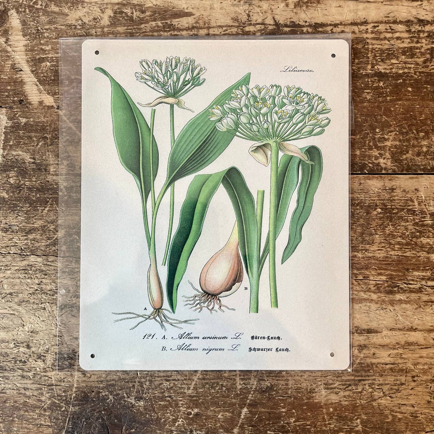 Garlic Herb flowers Botanical | Metal sign