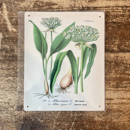 Garlic Herb flowers Botanical | Metal sign