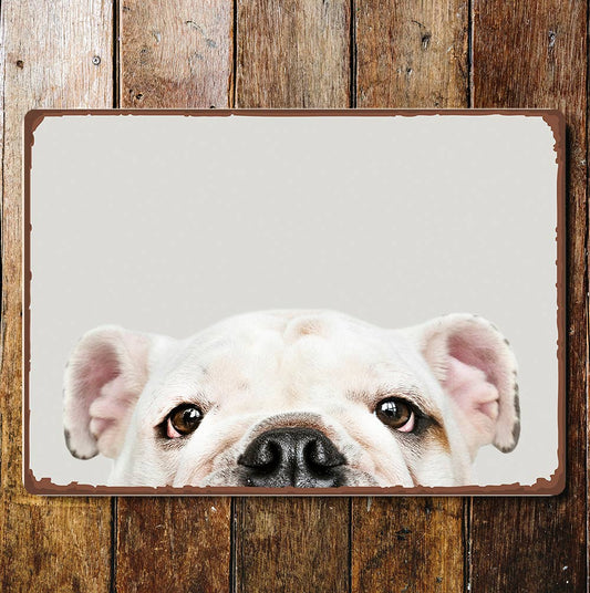White Bull Dog Eyes and Ears Portrait | Metal Sign Plaque