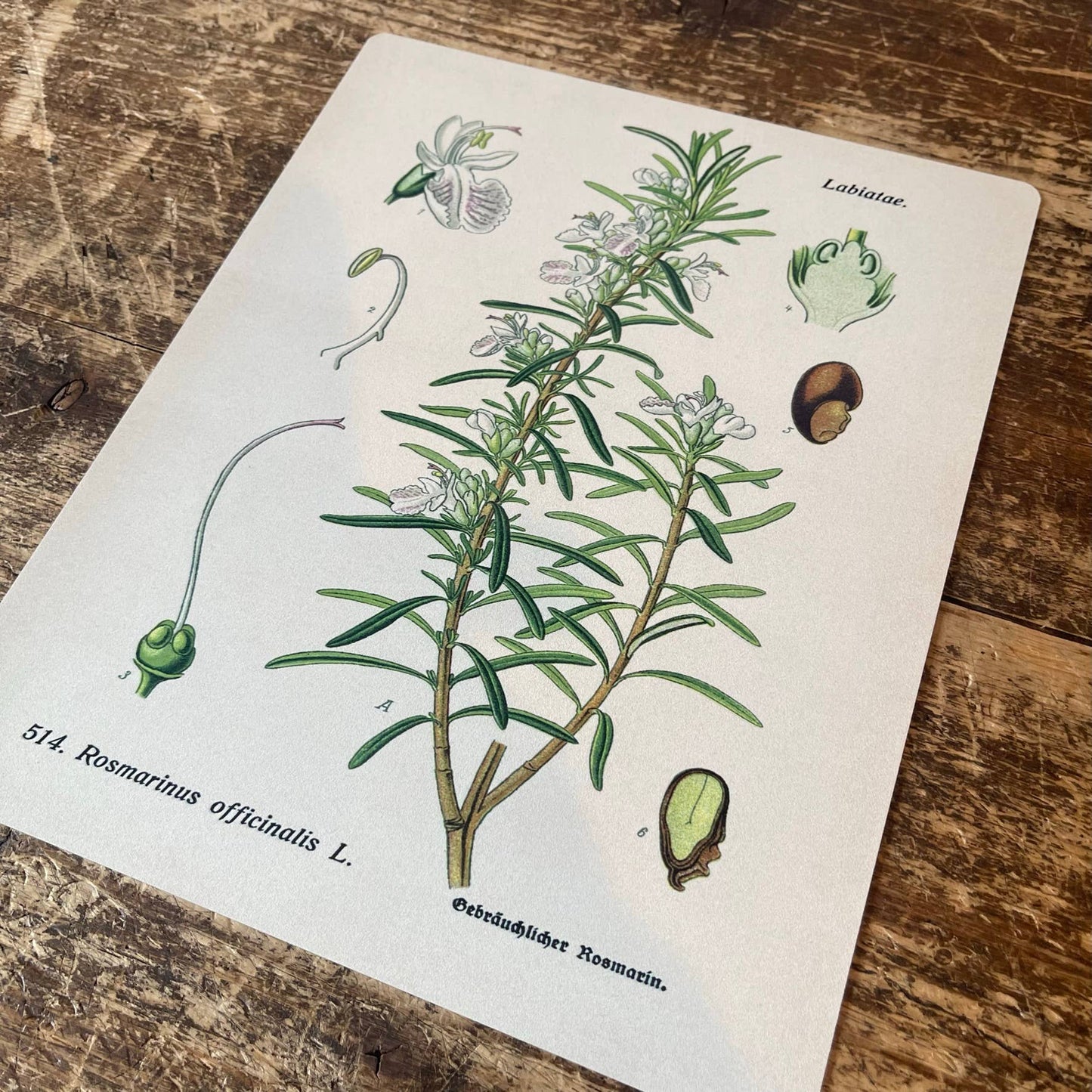 Rosemary Herb flowers Botanical Metal sign