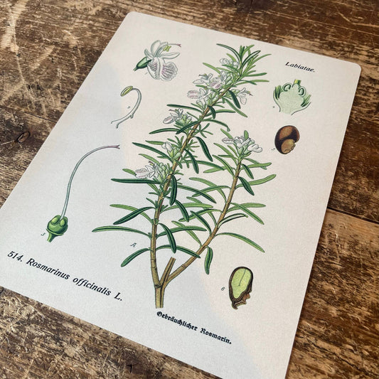 Rosemary Herb flowers Botanical Metal sign