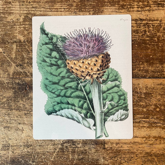 Thistle Plant Metal Wall Sign