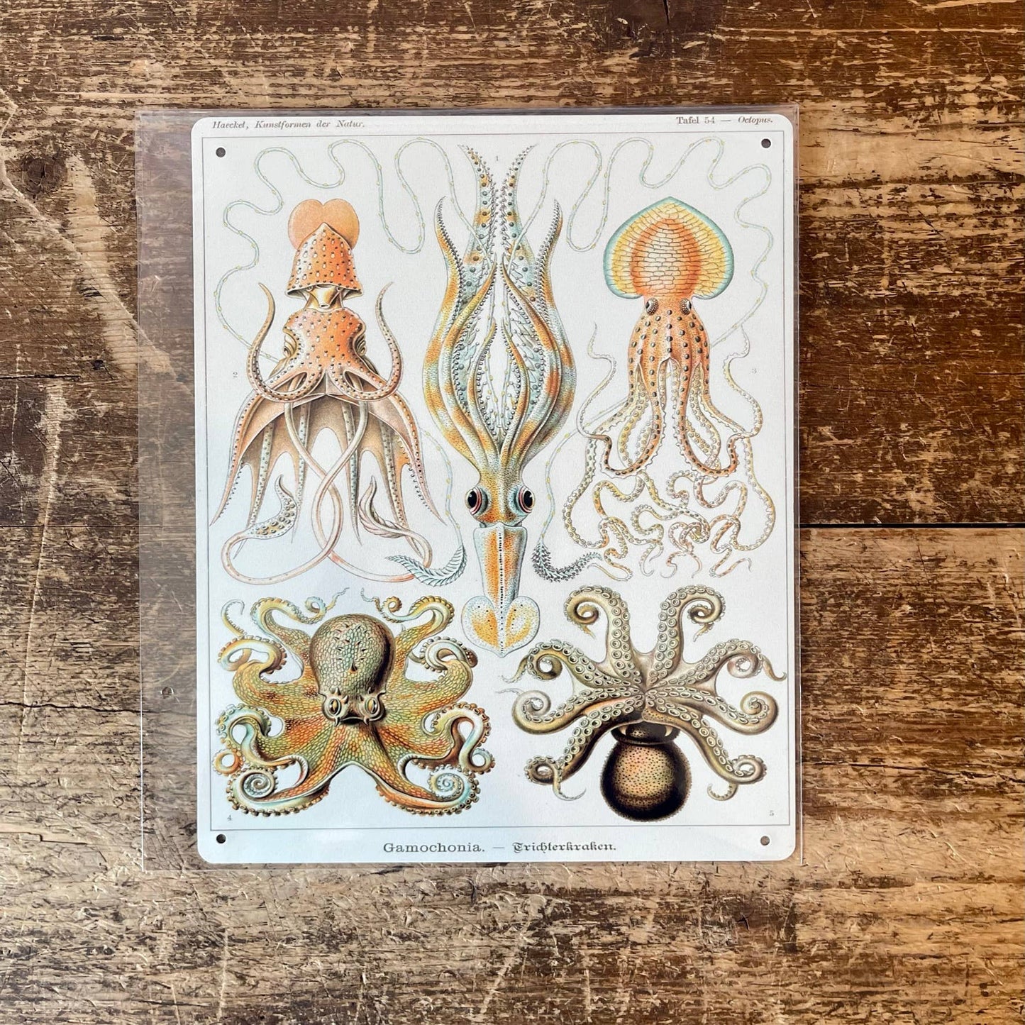 Ernst Haeckel Octopus | Metal Wall Sign Plaque