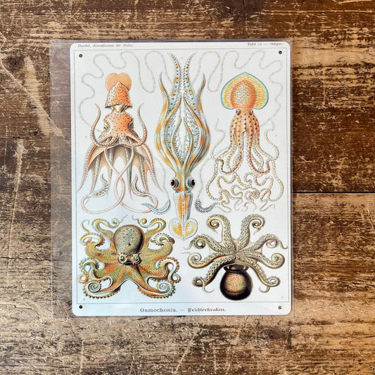 Ernst Haeckel Octopus | Metal Wall Sign Plaque