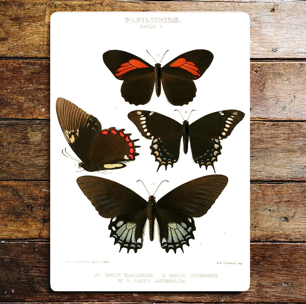 Selection Of Papilio Butterflies Metal Sign Plaque