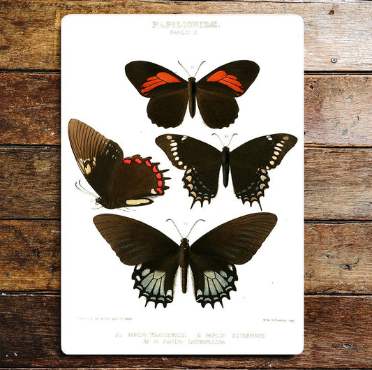 Selection Of Papilio Butterflies Metal Sign Plaque
