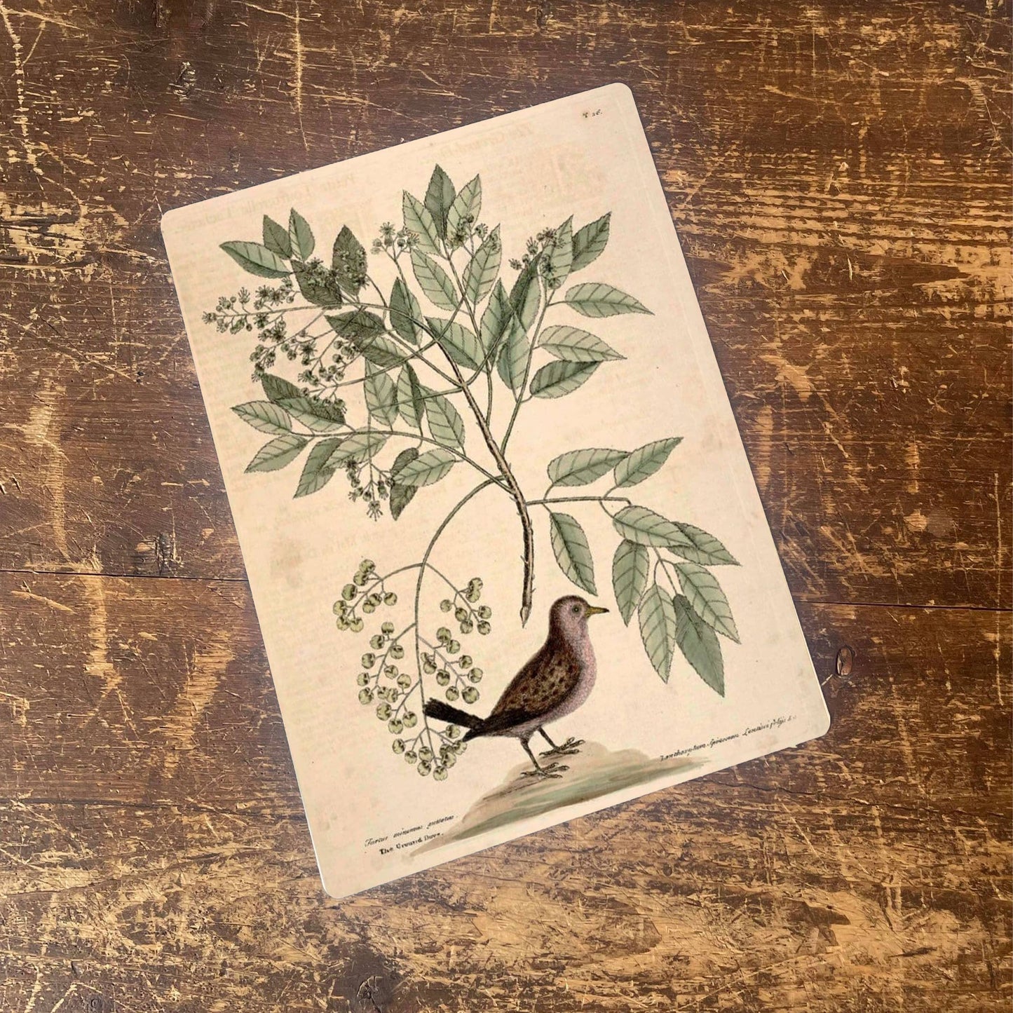 Bird Branch Botanical Insect | Metal Botanical Wall Sign