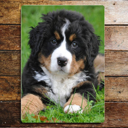 Bernese Mountain Dog Puppy | Metal Sign Plaque