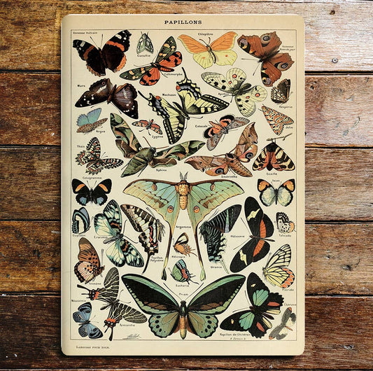 Nature butterfly moth art | Metal Sign Plaque