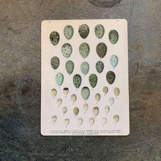 Eggs Vintage Botanical | Metal Art Wall Sign