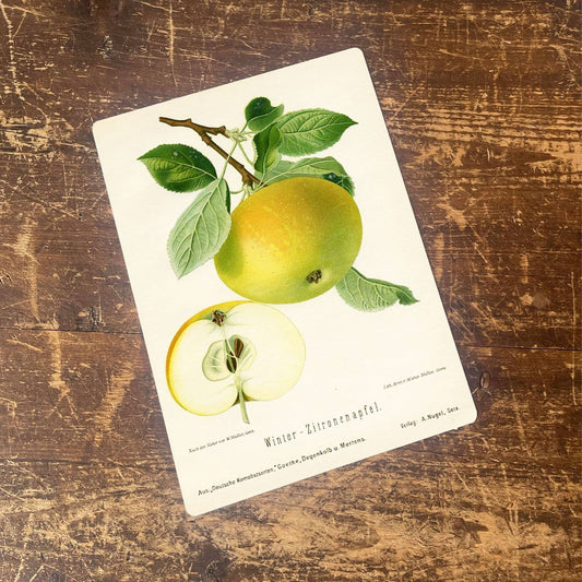 Apple drawn MacBook vintage botanical | Metal Sign