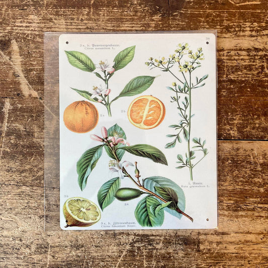 Fruit Orange and Lemon Botanical Flower | Metal Sign