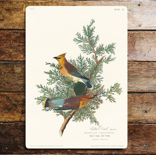 Cedar Birds Branch Blue Berry American | Metal Sign Plaque